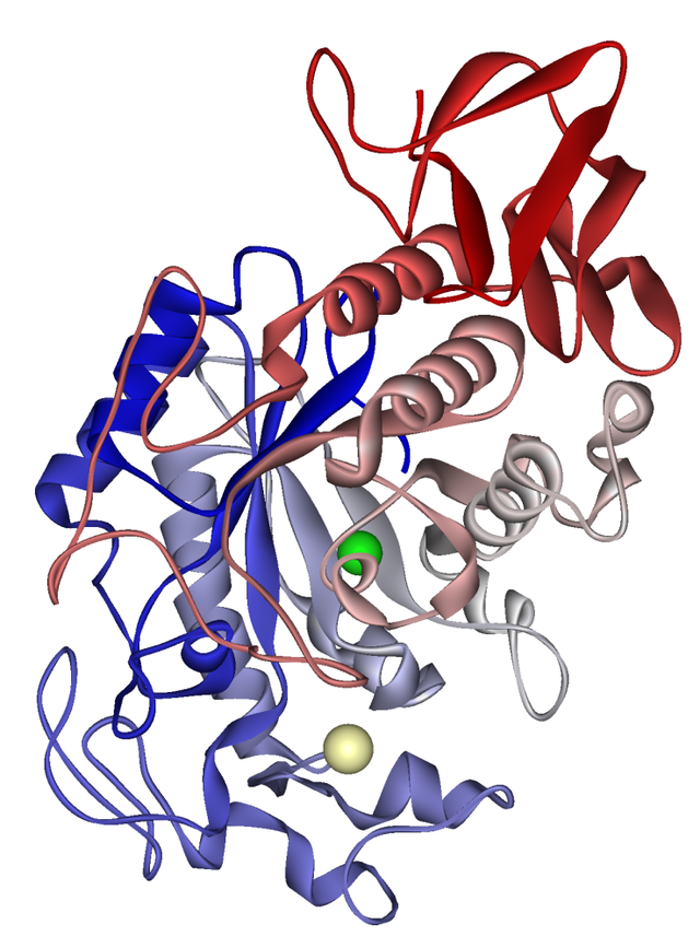 Alpha Amylase